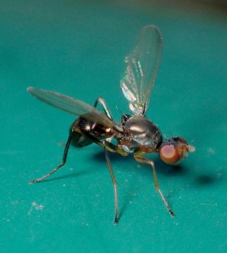 Nemopoda nitidula